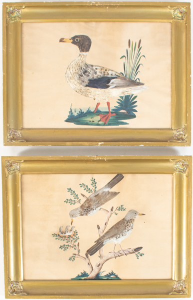 TAVLOR, 1 par, 1800-tal, akvarell och montage av fjädrar_1073a_8d9f13e7b912db8_lg.jpeg