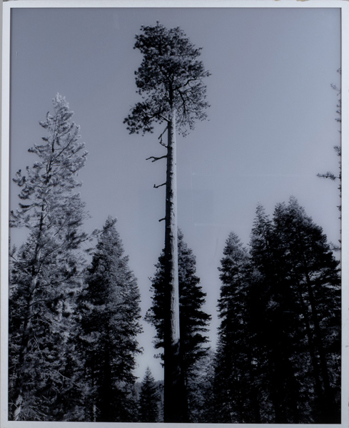 OKÄND KONSTNÄR, foto på akrylplast, ca 155 x 125 cm