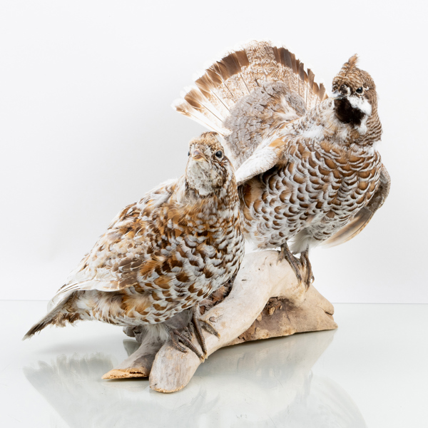 TAXIDERMI, Stefan Rutström konservator, Piteå