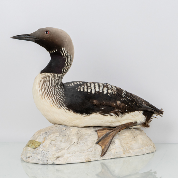 TAXIDERMI, storlom, Norrköpings Naturalieateljé, 1900-talets mitt