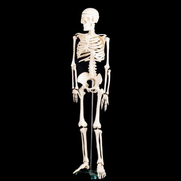 ANATOMISK MODELL, skelett, plast, 1900-talets andra hälft