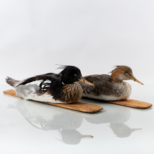 VETTAR, 2 st, taxidermi, storskarv, signerade och daterad HJ -79