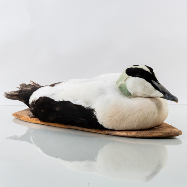 TAXIDERMI, ejder, 1900-tal