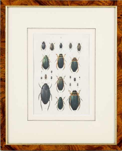 HANDKOLORERAT LITOGRAFI, 1800-tal