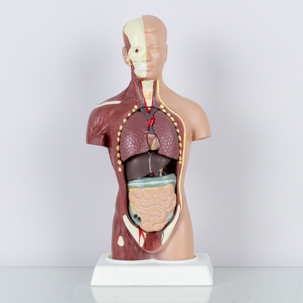 ANATOMISK MODELL, plast, 1900-andra hälft