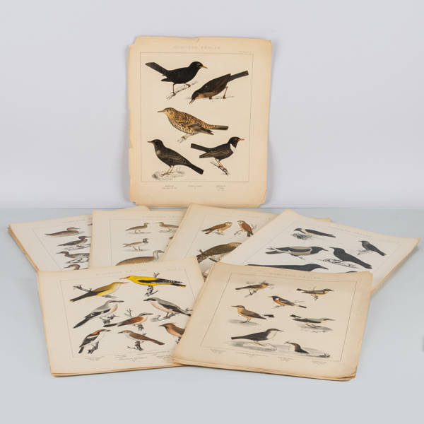 LITOGRAFISKA FÄRGTRYCK, 63 st, "Nordens fåglar", Stockholm 1898