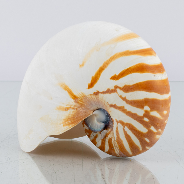 SNÄCKA, nautilussnäcka, sannolikt 1900-tal