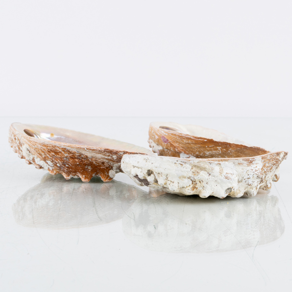 SNÄCKOR, 3 st, 1900-tal