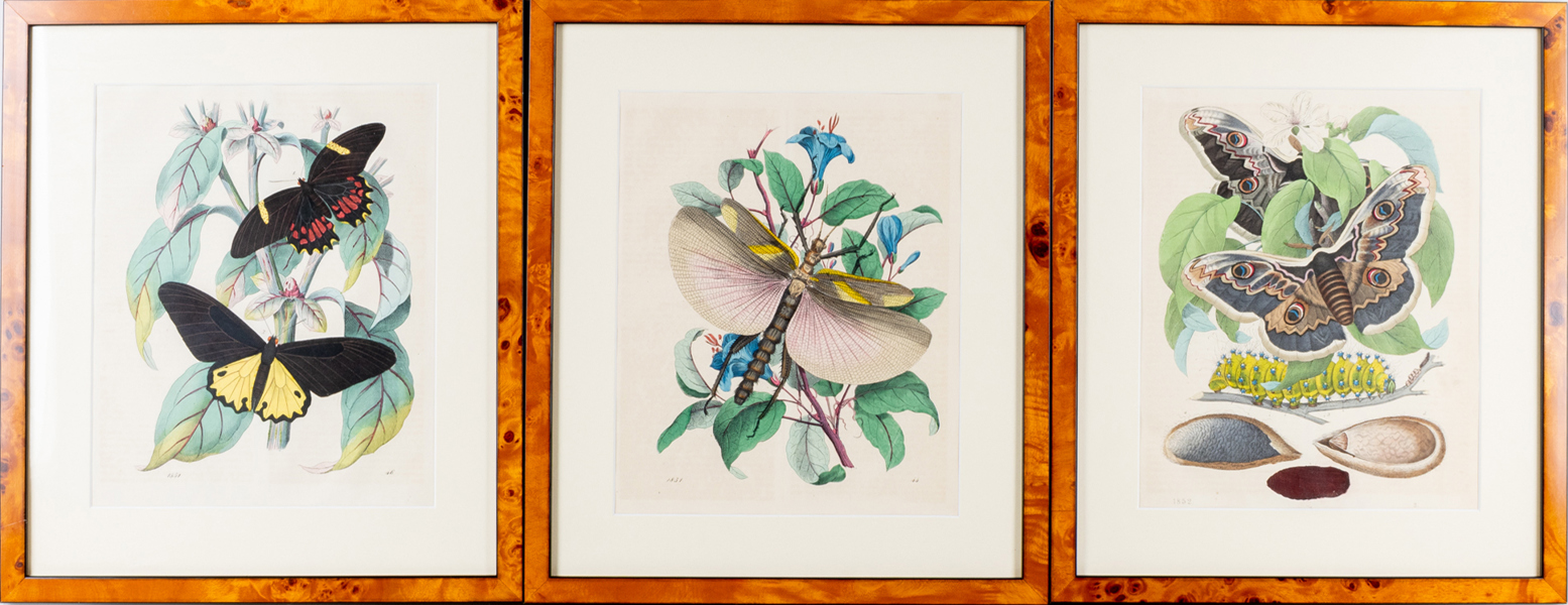 HANDKOLORERADE LITOGRAFIER, 3 st, 1800-tal