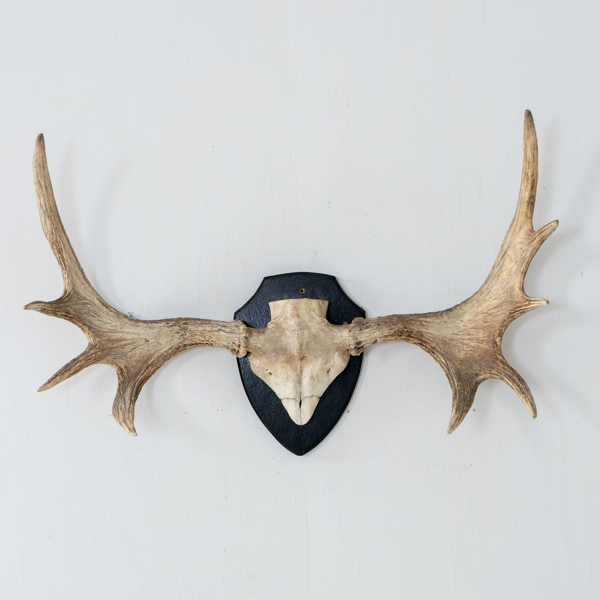 JAKTTROFÉ, älghorn, 9 taggar, 1900-/2000-tal