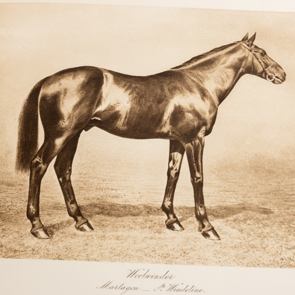 CLARENCE HAILEY, katalog med illustrationer av stamtavlor och meriter, del 10, "Stallions", Newmarket
