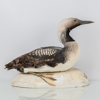 TAXIDERMI, storlom, Norrköpings Naturalieateljé, 1900-talets mitt