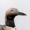 TAXIDERMI, storlom, Norrköpings Naturalieateljé, 1900-talets mitt