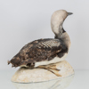 TAXIDERMI, storlom, Norrköpings Naturalieateljé, 1900-talets mitt