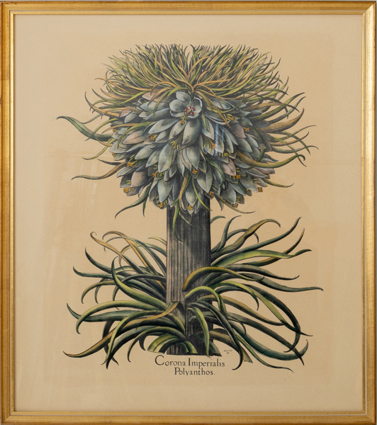 BOTANISK TAVLA, färglitografi, 1900-tal