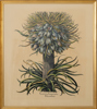 BOTANISK TAVLA, färglitografi, 1900-tal