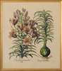 BOTANISK TAVLA, färglitografi, 1900-tal