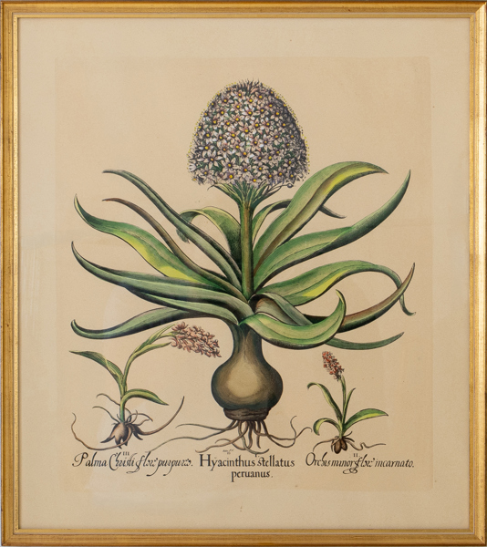 BOTANISK TAVLA, färglitografi, 1900-tal