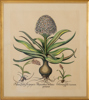 BOTANISK TAVLA, färglitografi, 1900-tal
