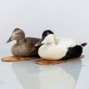 VETTAR, 2 st, taxidermi, ejdrar, 1900-tal