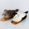 VETTAR, 2 st, taxidermi, ejdrar, 1900-tal