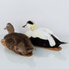 VETTAR, 2 st, taxidermi, ejdrar, 1900-tal