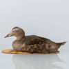 VETTAR, 2 st, taxidermi, ejdrar, 1900-tal