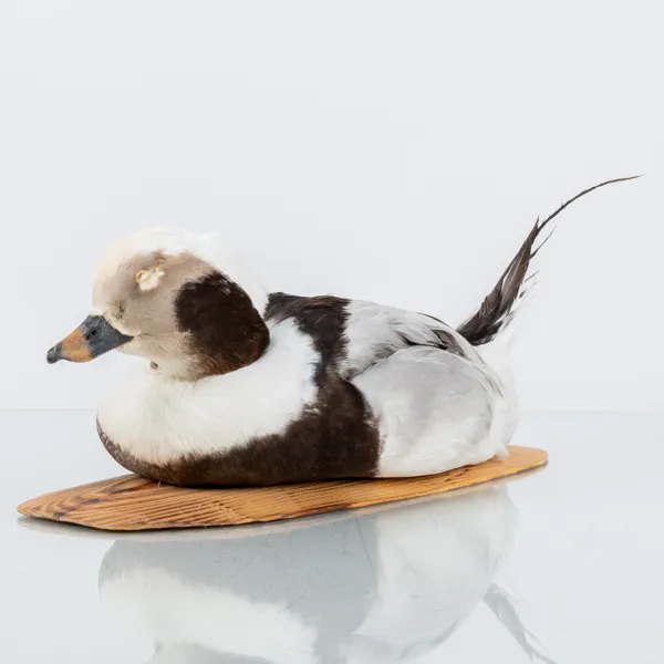 VETTE, taxidermi, alfågel, 1900-tal