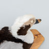 VETTE, taxidermi, alfågel, 1900-tal