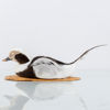 VETTE, taxidermi, alfågel, 1900-tal