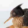 VETTE, taxidermi, skrak, 1900-tal