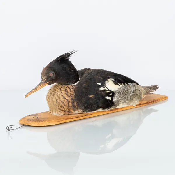 VETTE, taxidermi, skrak, 1900-tal