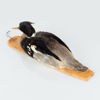 VETTE, taxidermi, skrak, 1900-tal